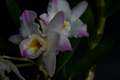 Dendrobium IMG_3854 Storczyk